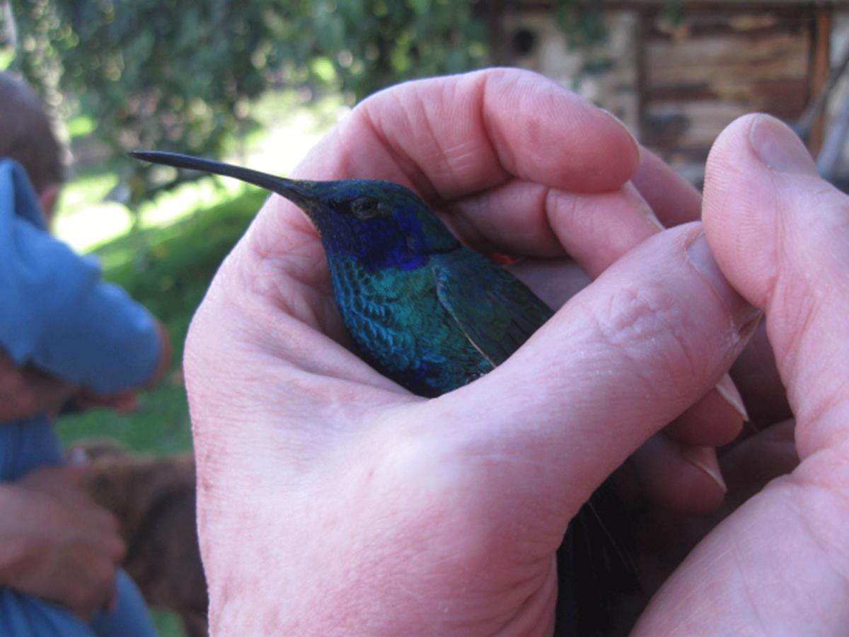 Jardin Colibri RNT 33633 Villa Guatavita Cameră foto